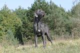 DOGUE ALLEMAND 007